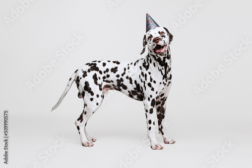 One adorable thoroughbred Dalmatian dog posing isolated over gray studio background. Concept of breed, vet, beauty, animal haelth and life, care.