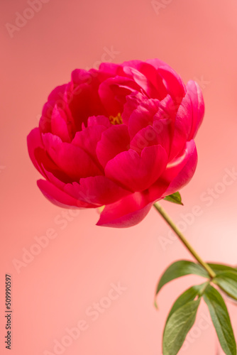 Pink fucsia peony flower head isolated on pink background