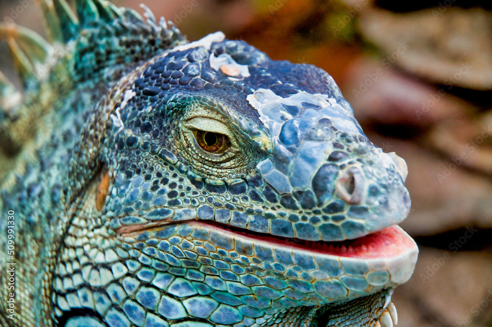 Fototapeta premium Rhinoceros Iguana