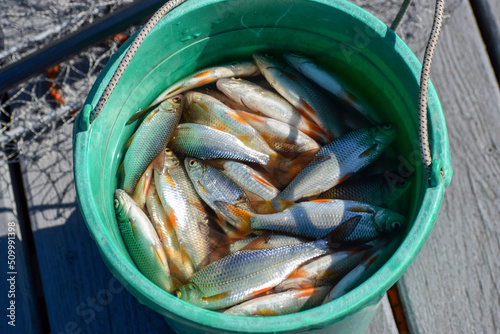 Roach fish with orange fins and tails in a green bucket, view from above