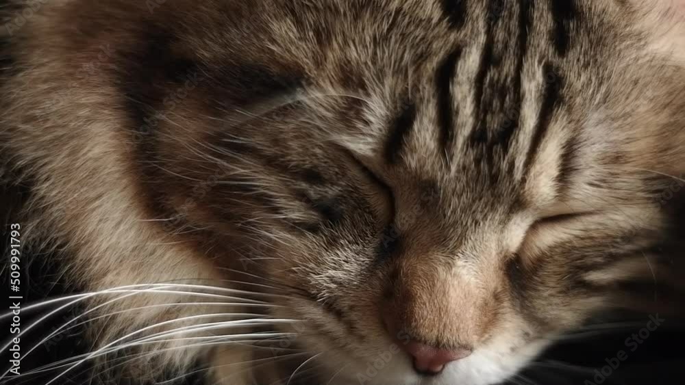 Striped Cat Sleeps Macro