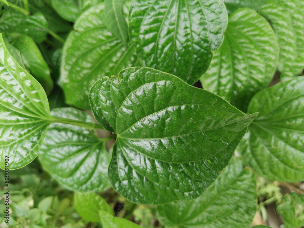 tropical green leaves background wallpaper tropical green leaves background wallpaper