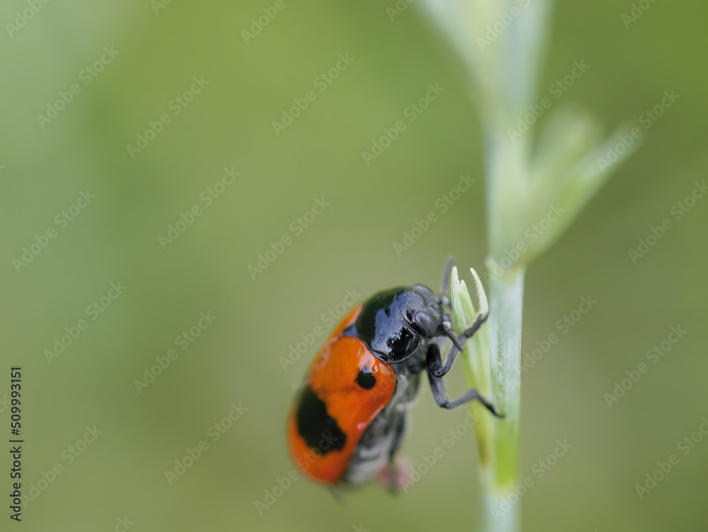 Macro photo of Cercopis vulnerata (black and red froghopper) holding onto a plant stem Macro photo of Cercopis vulnerata (black and red froghopper) holding onto a plant stem