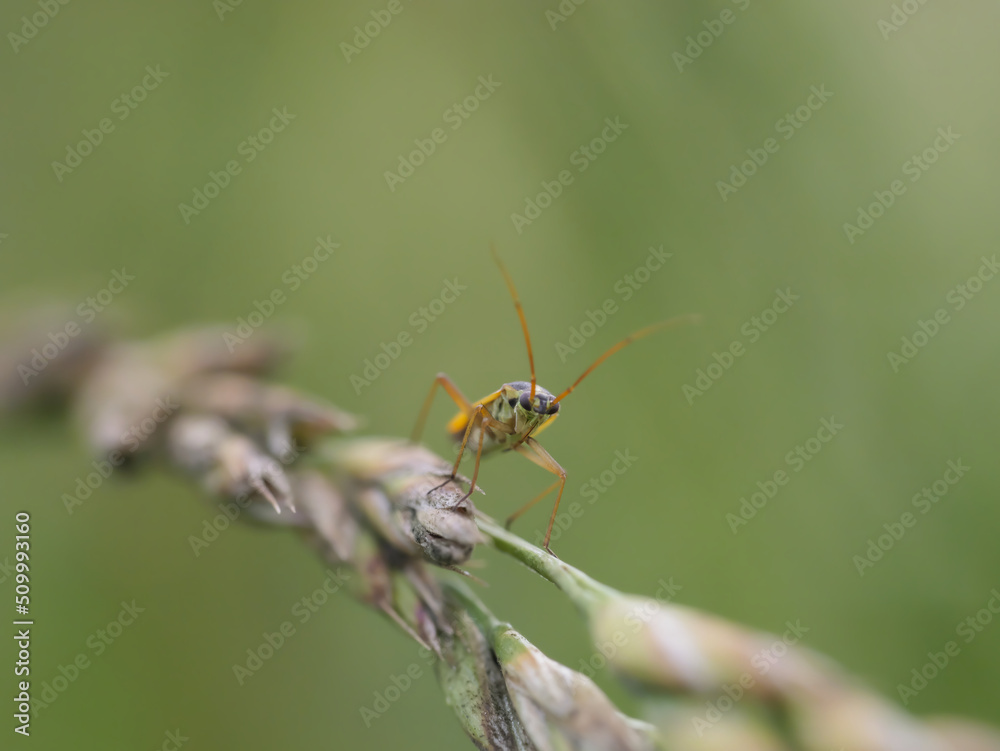 Macro photo of Stenotus binotatus (plant bug) standing on a plant Macro photo of Stenotus binotatus (plant bug) standing on a plant