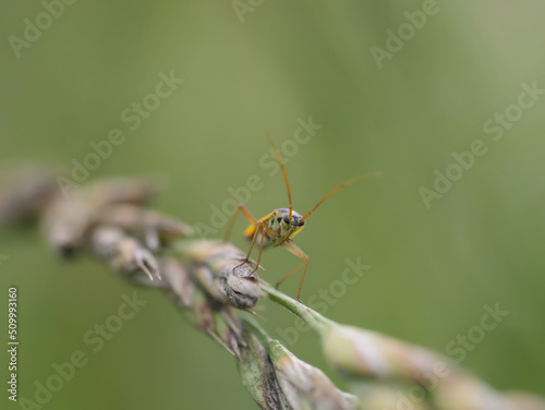 Macro photo of Stenotus binotatus (plant bug) standing on a plant