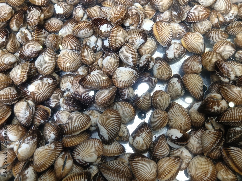  sea shell