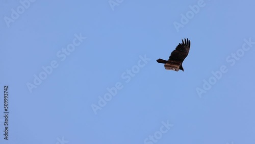 A Turkey Vulture Gliding on the sky photo