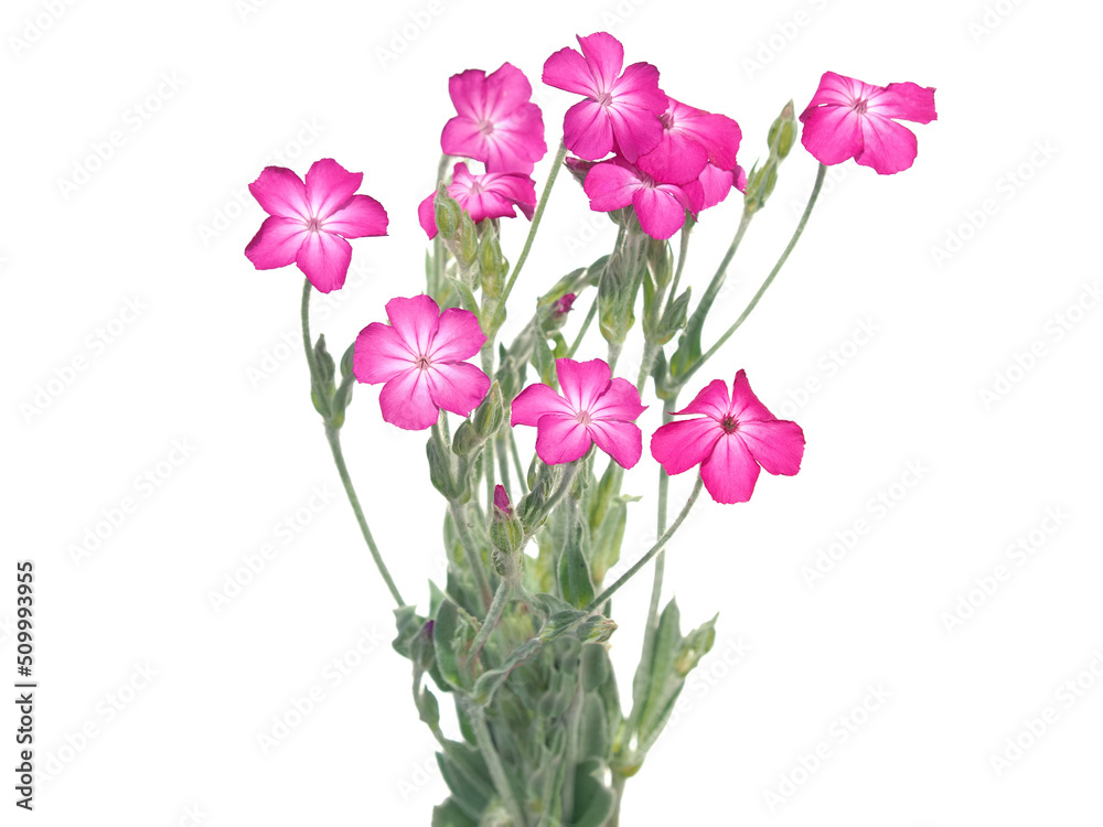 Pink rose campion flower bouquet isolated on white