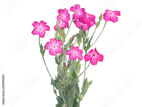 Pink rose campion flower bouquet isolated on white photo