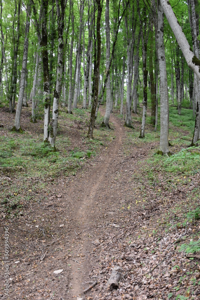path in the woods path in the woods