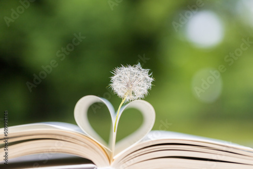 夏の庭のテーブルの上にある本とたんぽぽの種の風景