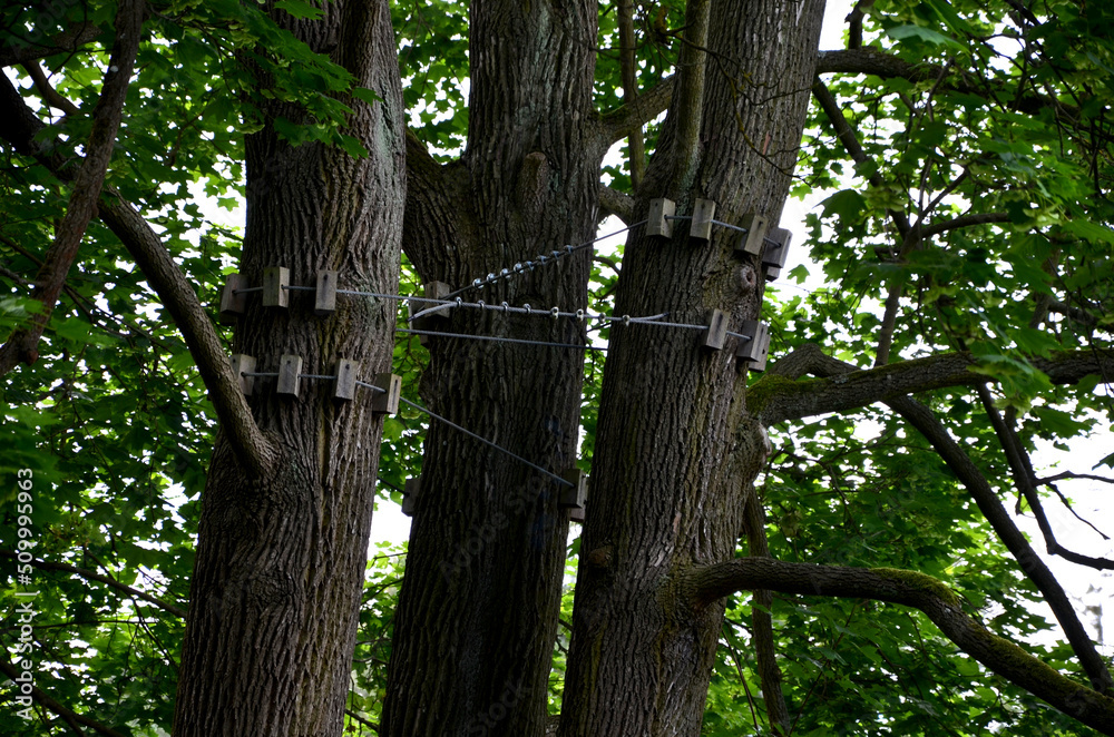 Fototapeta premium tied main branches in the crown of the elm. the arborist tied the old and fragile branches together with a synthetic rope. items made of wooden blocks protect the bark from bruises. tested and secured