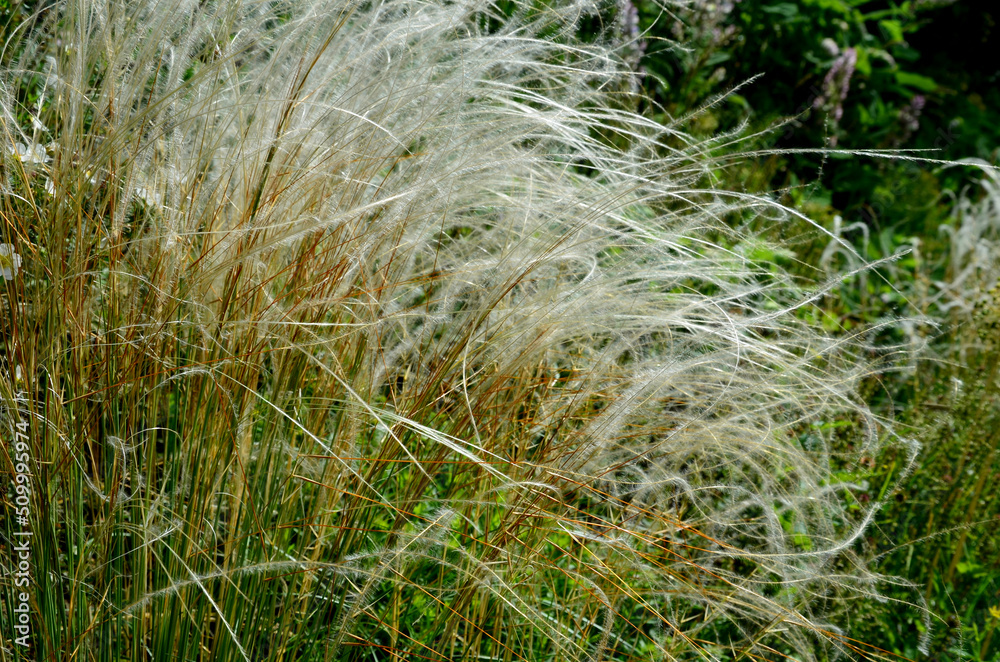 The dry leaves of the grass curl in the wind and look like hair. lawn and several trees. flowerbed with sheet metal curb and light marble, limestone mulch gravel. modern park in autumn