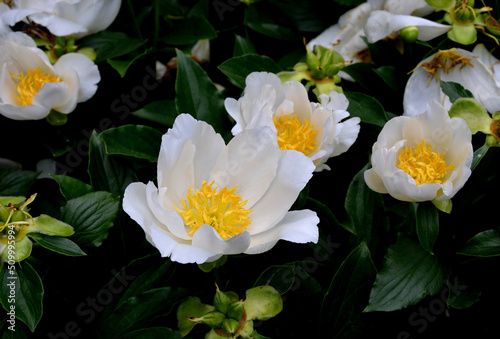 The peony is full of sunshine. Optimal conditions are found in slightly moist  well-permeable  humus-rich soils with sufficient nutrients. blooms white yellow