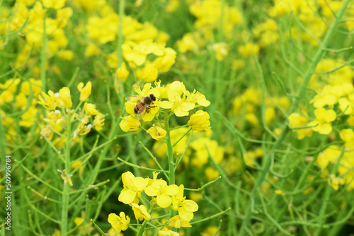 Rape field  bees collecting nectar of yellow flowers