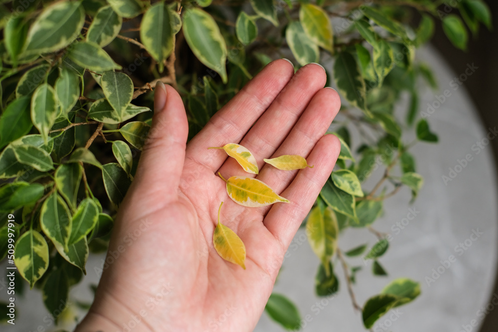 Ficus leaves are turning yellow. Ficus diseases. Popular houseplant