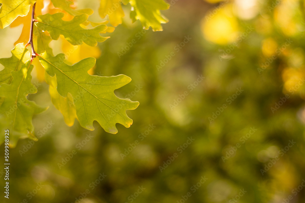 Yellow, autumn oak leaves in the garden, against the blue sky. Yellow, autumn oak leaves in the garden, against the blue sky.