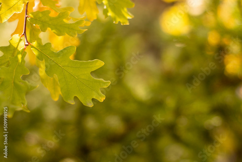Yellow, autumn oak leaves in the garden, against the blue sky.
