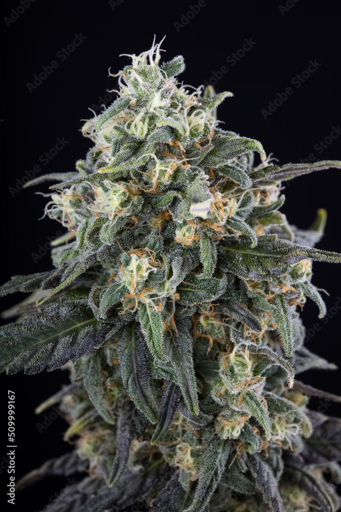 Fresh cannabis flower and buds close up against a black background. Marijuana plants just harvested and photographed in studio. Fresh cannabis flower and buds close up against a black background. Marijuana plants just harvested and photographed in studio.