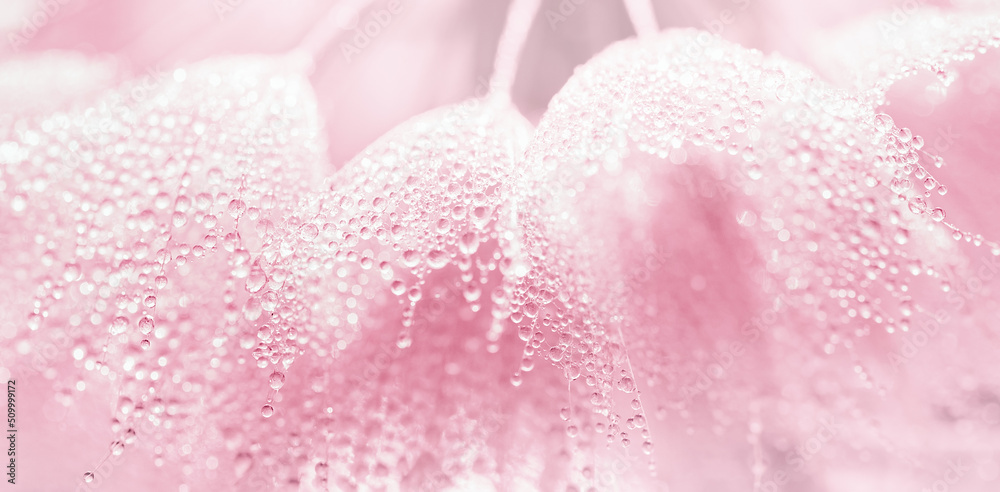 Abstract macro photo dandelion flower seeds with water drops background. closeup with soft focus for desktop. pastel pink toned. Print for Wallpaper. Floral fantasy design. Beautiful Nature. Banner Abstract macro photo dandelion flower seeds with water drops background. closeup with soft focus for desktop. pastel pink toned. Print for Wallpaper. Floral fantasy design. Beautiful Nature. Banner