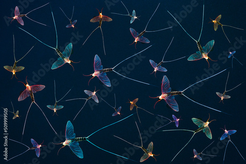 Foto Mayfly background