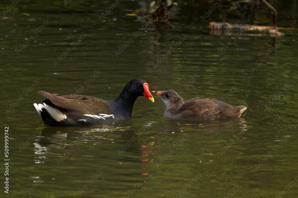 moorhen and chick moorhen and chick