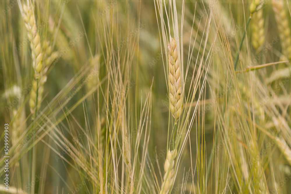 Wheat rye field, ears of wheat close-up. The concept of harvesting and harvesting. Ripe barley in the field, shallow depth of field. Wheat rye field, ears of wheat close-up. The concept of harvesting and harvesting. Ripe barley in the field, shallow depth of field.