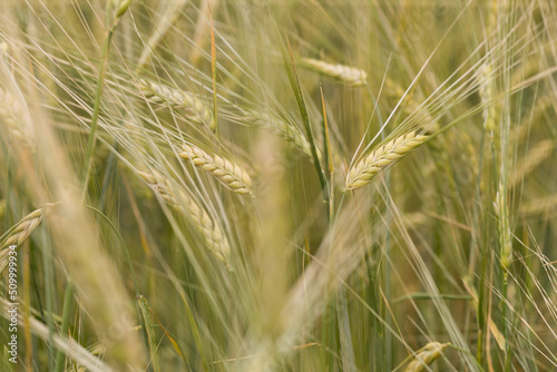 Wheat rye field, ears of wheat close-up. The concept of harvesting and harvesting. Ripe barley in the field, shallow depth of field.