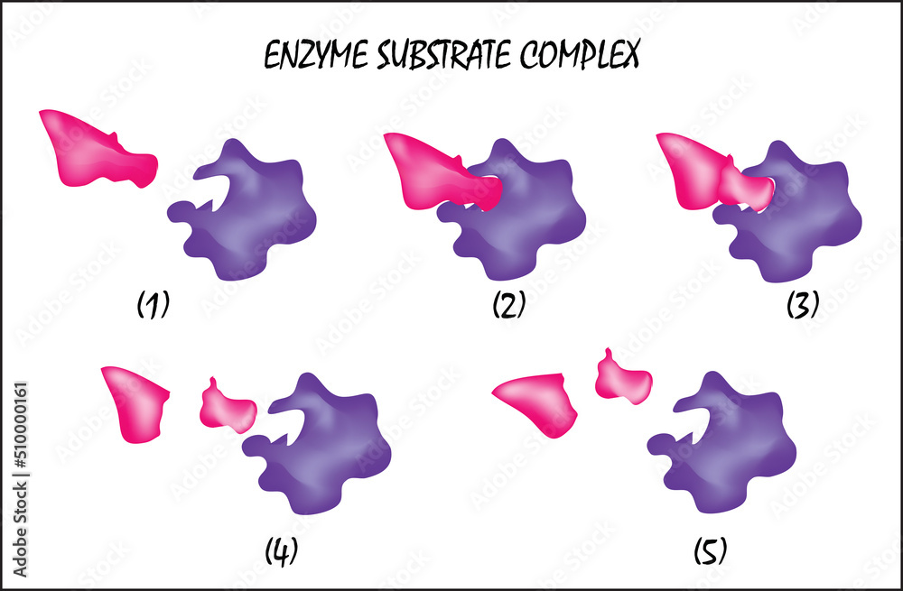 enzyme substrate complex (a temporary molecule formed when an enzyme
