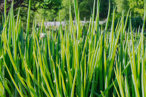 Green onion stalks in summer in the garden outdoors
