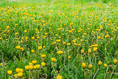 Meadow with unopened yellow dandelions early in the morning