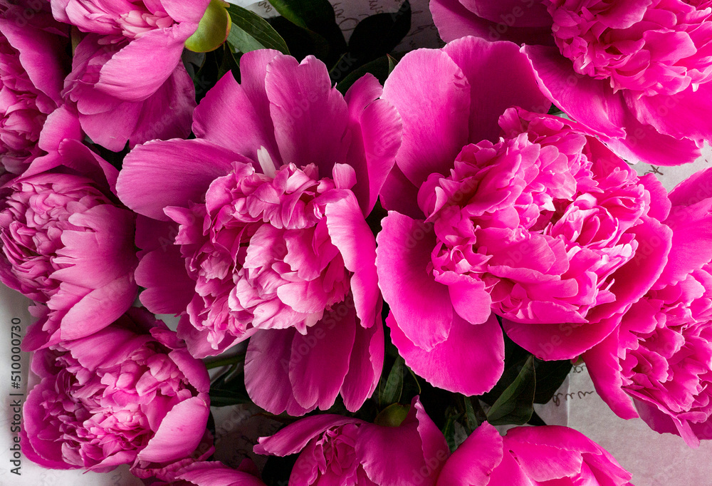 Obraz premium pink peony flowers in garden