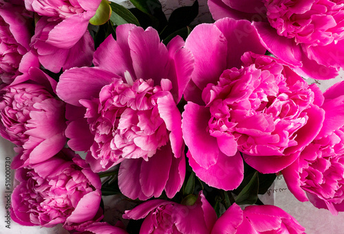 pink peony flowers in garden