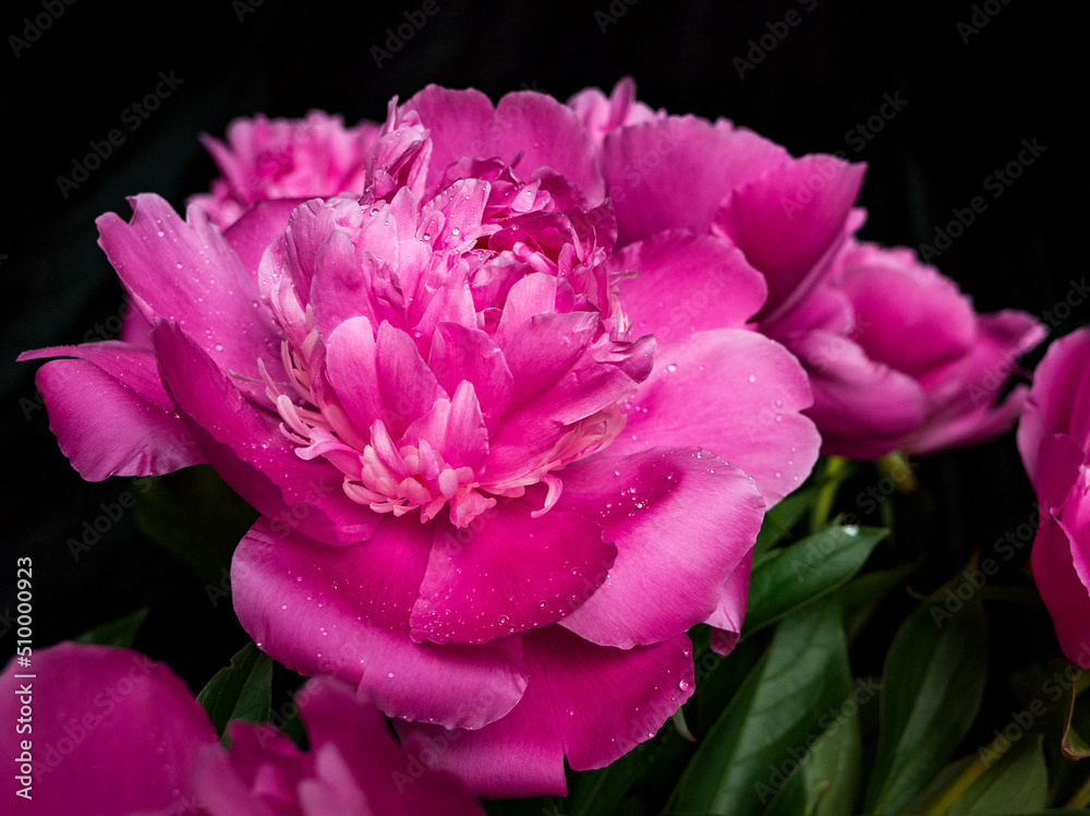 close up of pink flower peonies