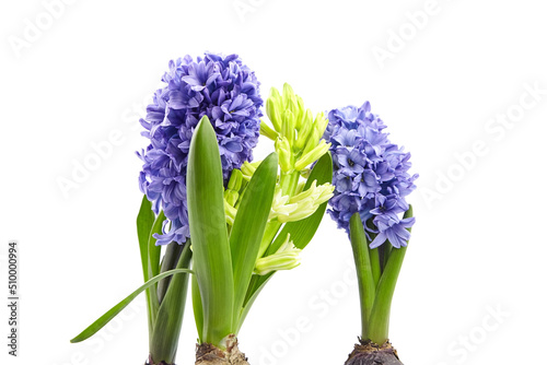 Blue Hyacinth flowers spring blossom isolated on white