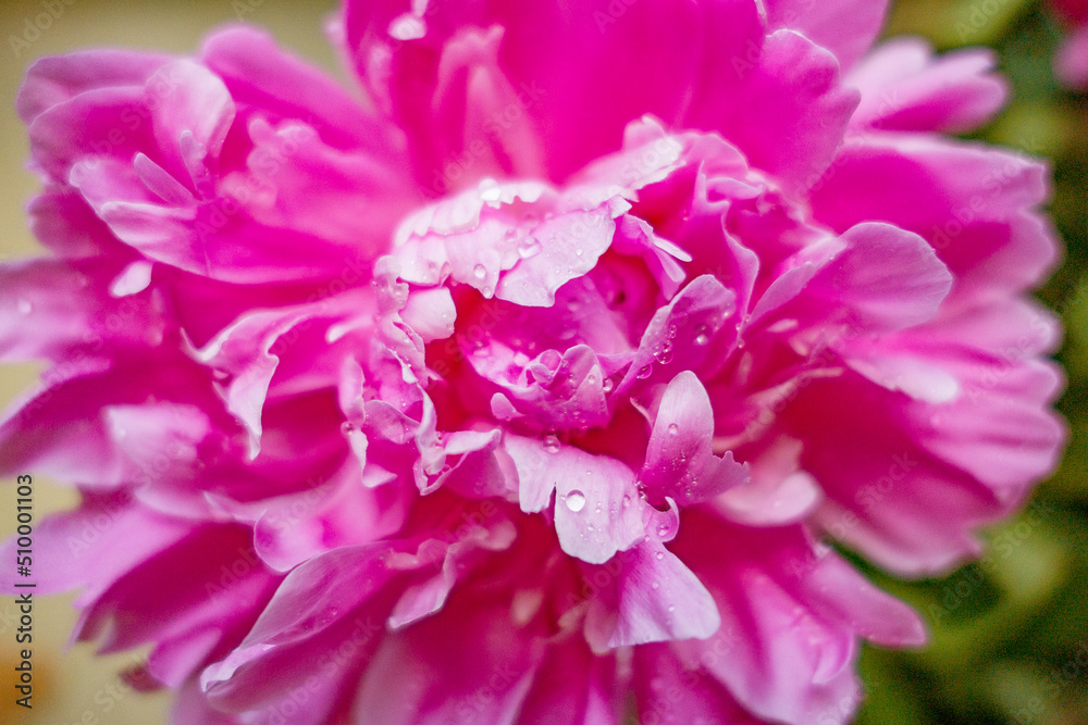 close up of pink flower peonies