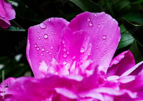 pink flower peonies with dew drops