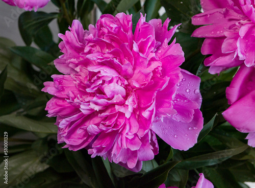water drops on pink peony flower