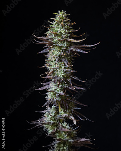 Fresh cannabis buds and flowers against a black backdrop. Freshly harvested marijuana plants photographed in studio.