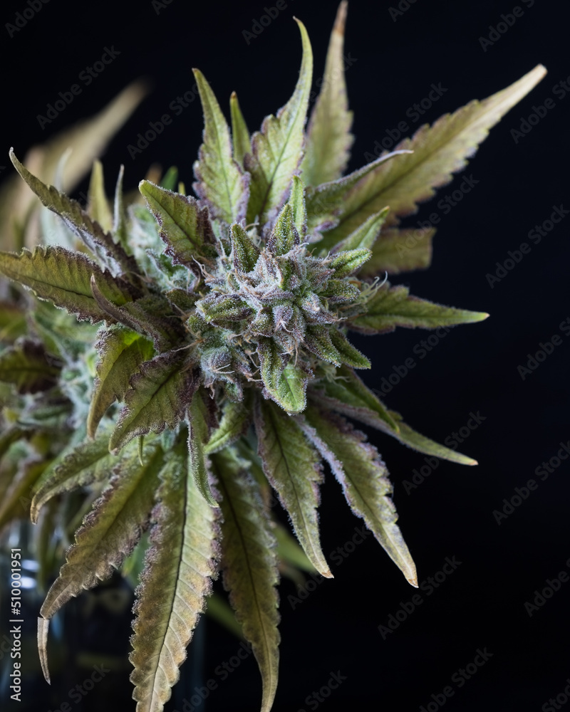Fresh cannabis buds and flowers against a black backdrop. Freshly harvested marijuana plants photographed in studio. Fresh cannabis buds and flowers against a black backdrop. Freshly harvested marijuana plants photographed in studio.