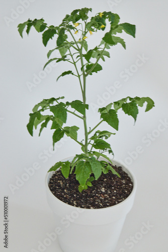 Leaves of tomato tree in natural light