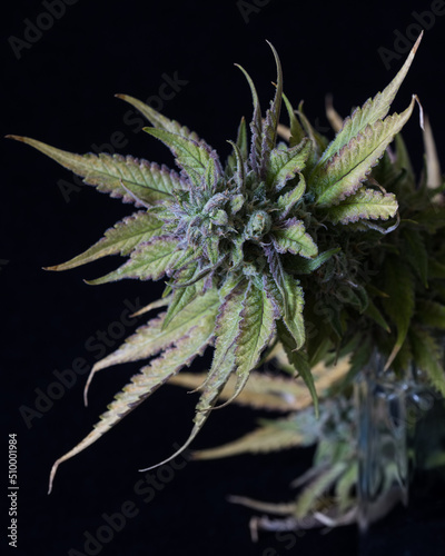 Fresh cannabis buds and flowers against a black backdrop. Freshly harvested marijuana plants photographed in studio.