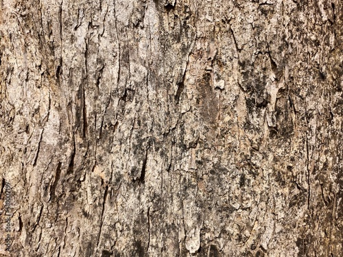 Troplical tree bark background wallpaper stock photo
