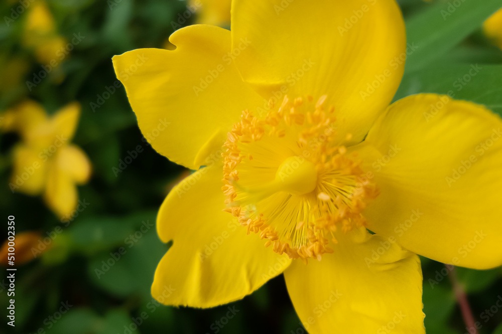 黄色が美しい 公園のキンバイの花 黄色が美しい 公園のキンバイの花