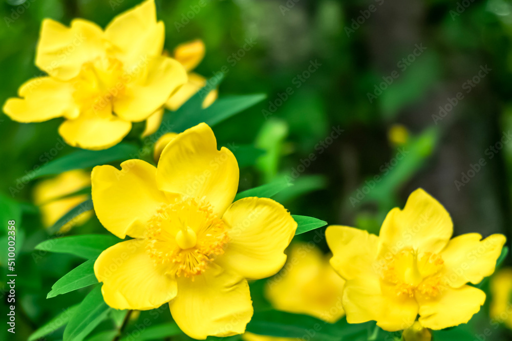 真っ黄色に咲くキンシバイの花が3つきれいに並ぶ　花背景　テキストスペース