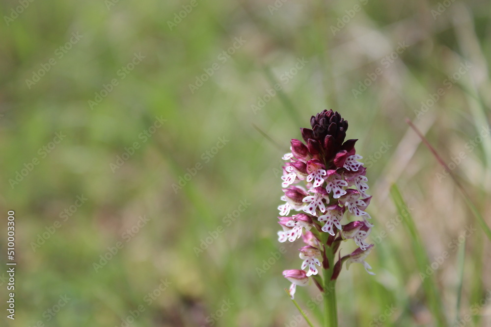 Burnt orchid - Orchis brulée (Neotinea ustulata)