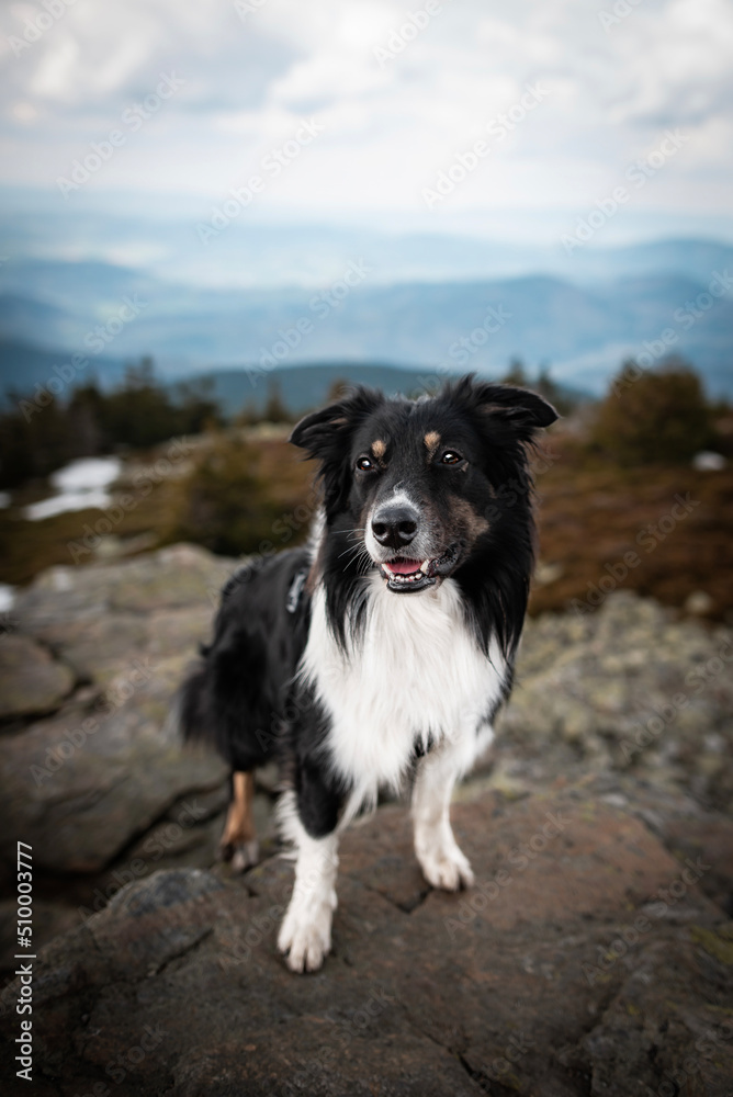 Fototapeta premium Mountain dog
