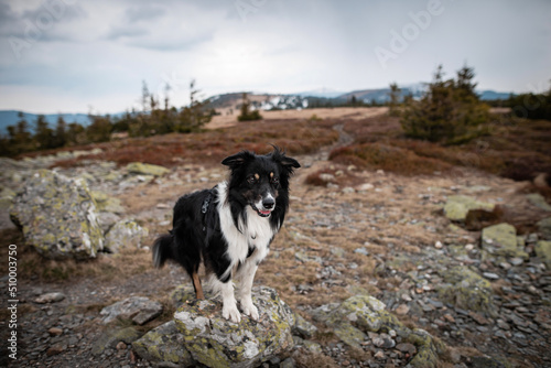Mountain dog © Radka