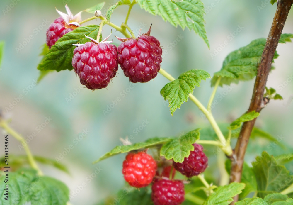 ripe raspberries in a garden on a green background ripe raspberries in a garden on a green background