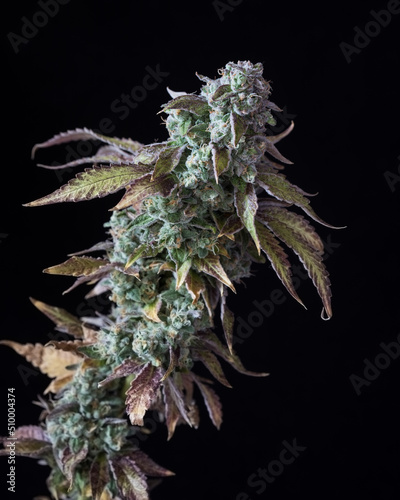 Fresh cannabis flowers and buds. Marijuana flowers against a black background.